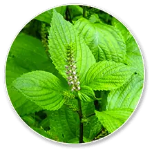 carbofire official Luteolin ingredient