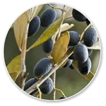 carbofire official Oleuropein ingredient