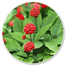 carbofire official Panax Quinquefolius ingredient